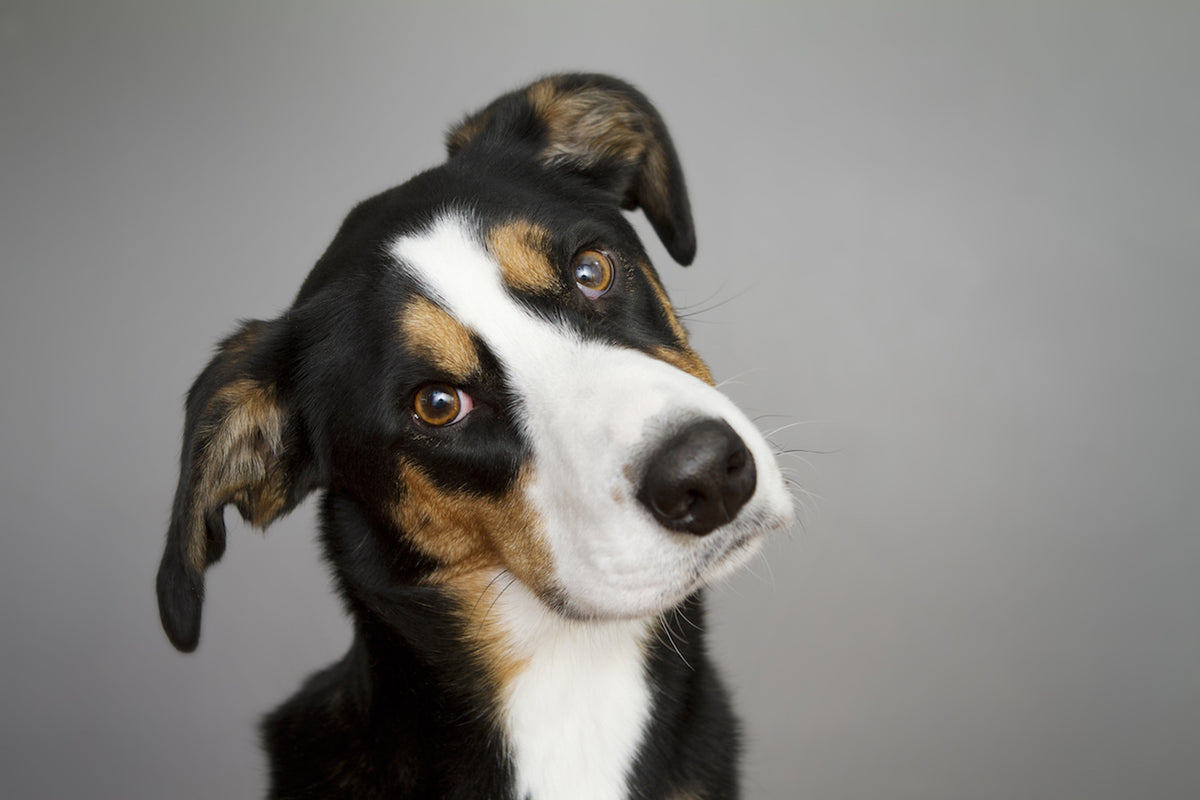 can a dog die from vestibular disease