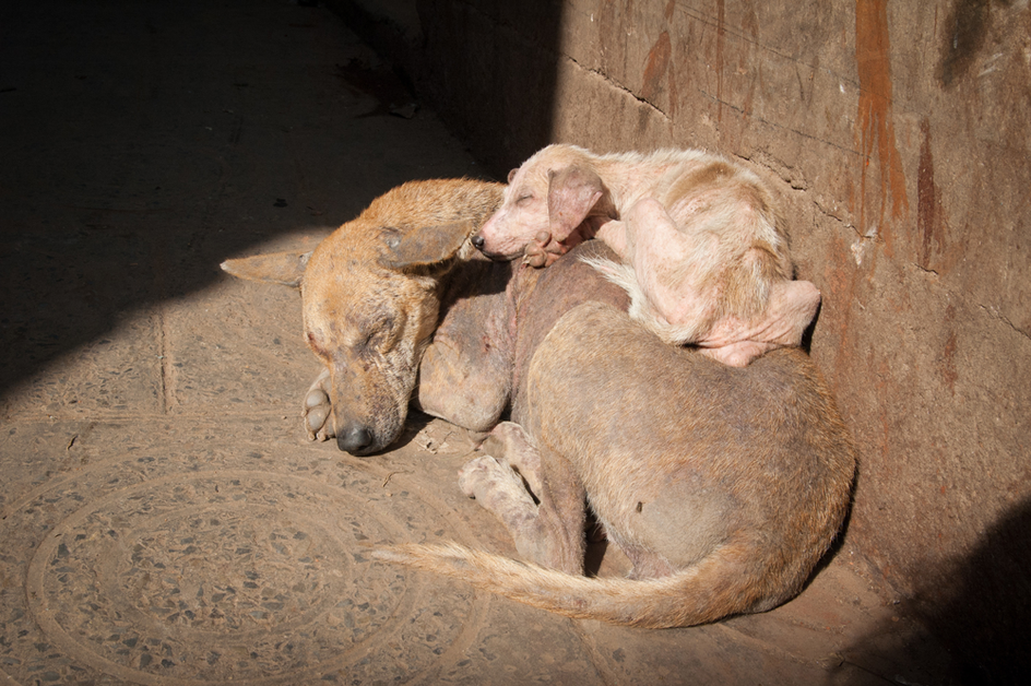 Mange – Kolkata Street Dogs