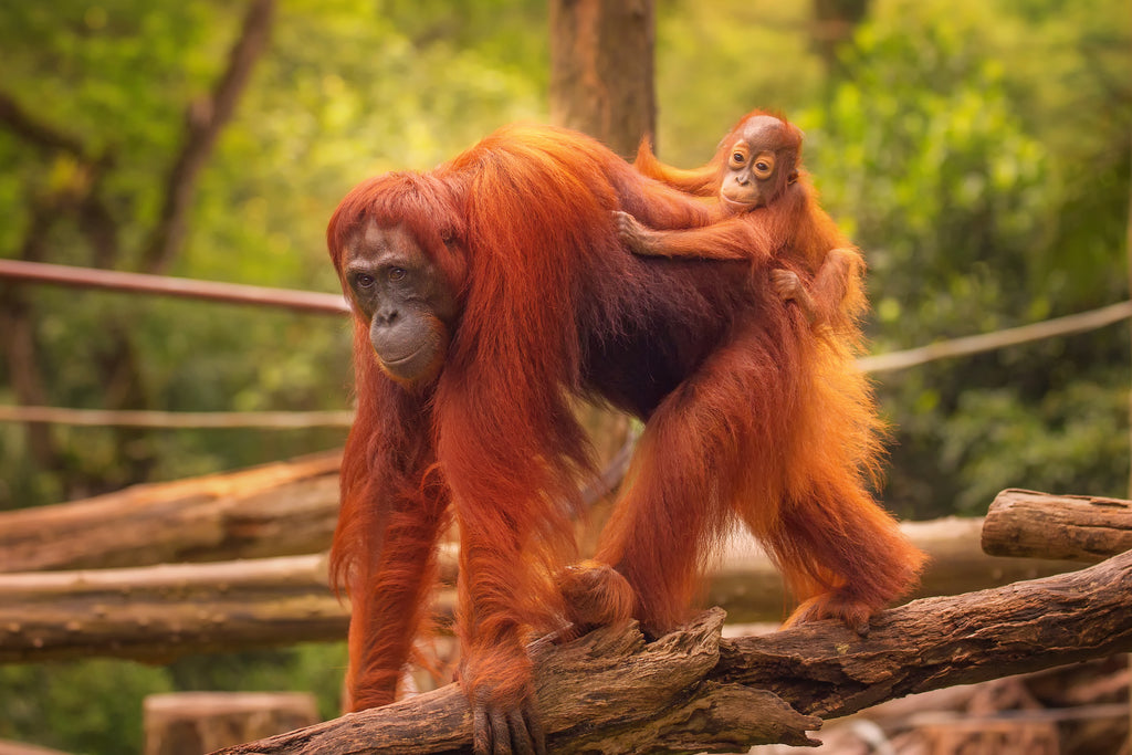 Mother and baby Orangutans