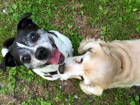 Two happy dogs playing outside