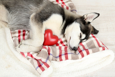 Dog lying on blanket with heart toy