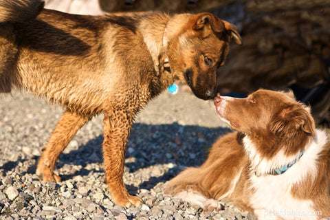 Skai and another dog on the beach