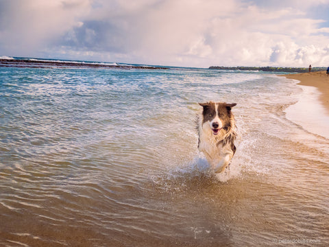 Pax the dog running on the beach