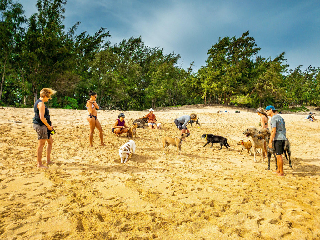 Dogs and people playing on a beach