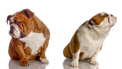 Two bulldogs looking away from each other