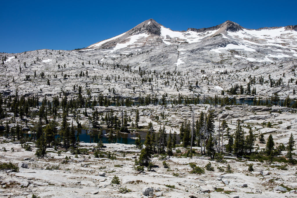 Tree line on a snowy mountain side