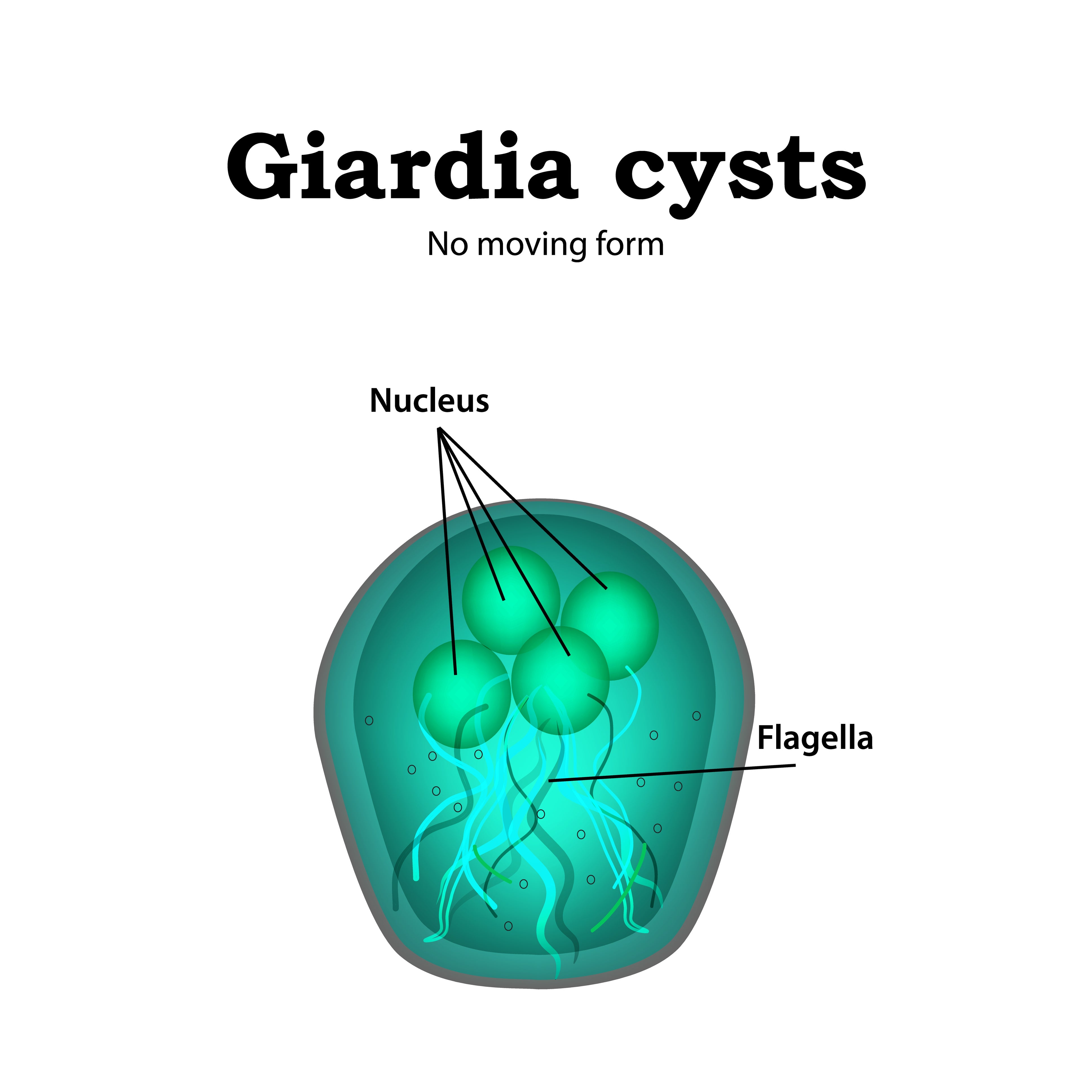 Diagram of a Giardia cyst