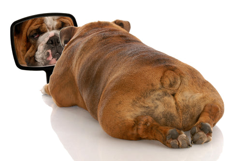 Bulldog laying down looking in a mirror