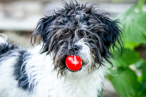 Black and white dog eating a tomato