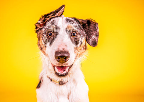 Dog with yellow background