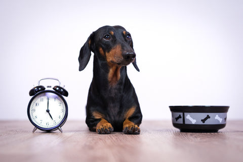 Dachshund with a clock and a food bowl