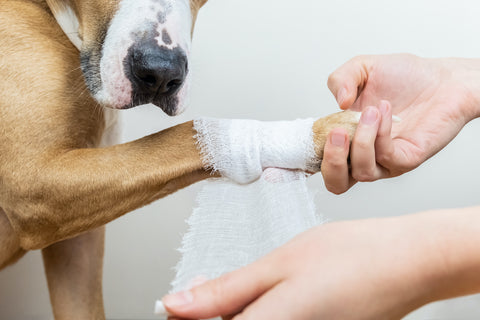 Dog with injured and bandaged paw