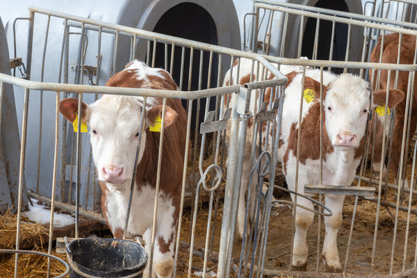 Cows at a dairy farm