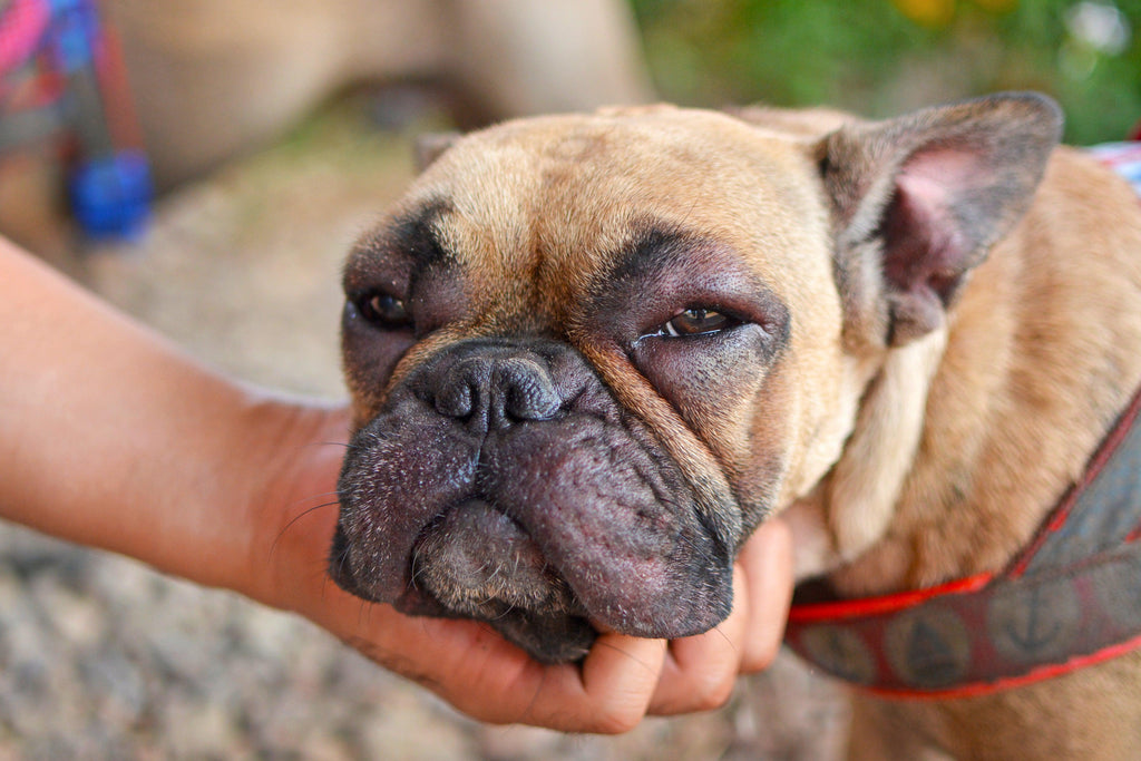 French bulldog with swollen face and eyes