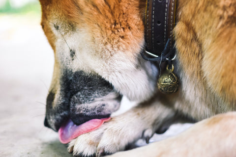 Dog licking paw
