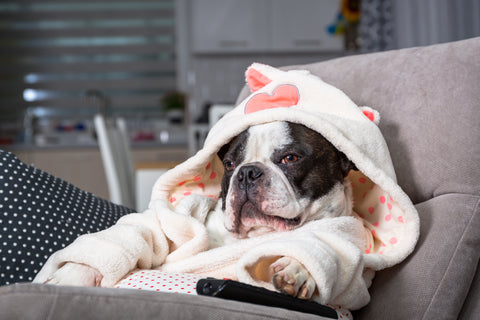 Dog watching tv