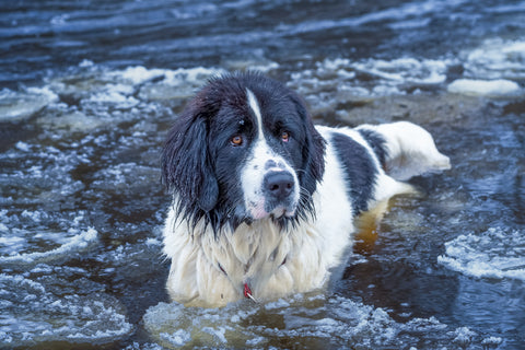 Black and white dog in cold water