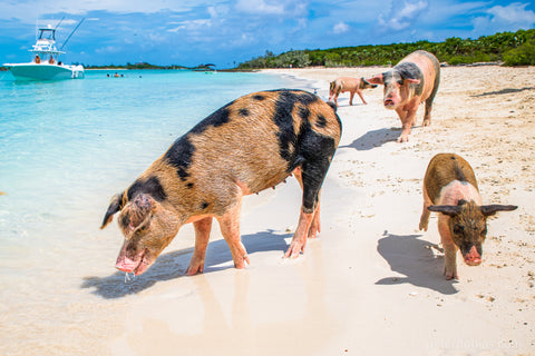 Feral pigs wandering on a tropical beach