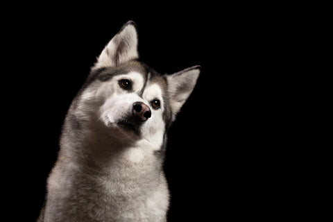 Husky dog tilting their head in thought