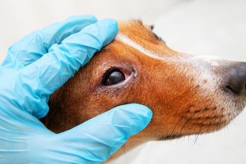 dog's green eye discharge