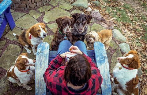 Person sitting with dogs in front of them