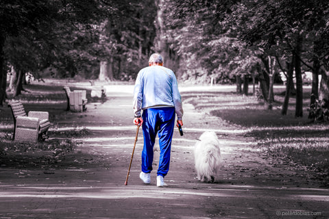 Old man walking with a cane beside his white fluffy dog in a park