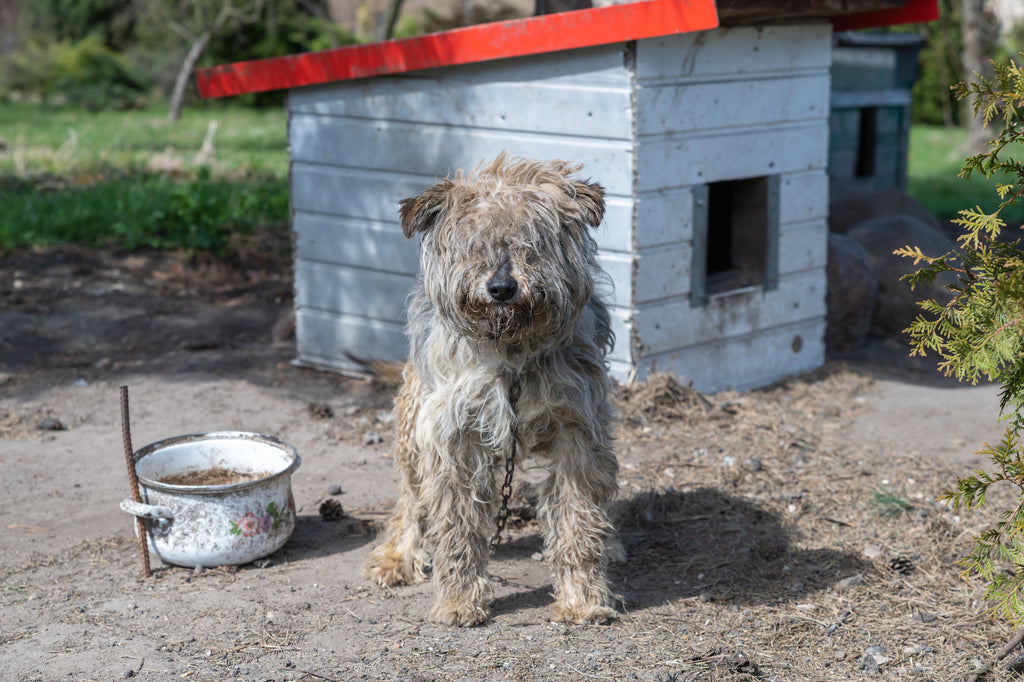 Dog who is under nourished