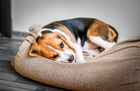 Beagle curled up looking sad from vomiting