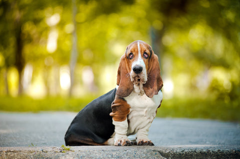 Basset Hound looking sad