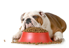 Bulldog with overflowing bowl of food