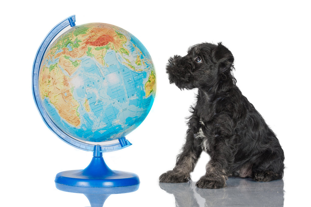 Black small dog sitting and looking at a globe of planet earth