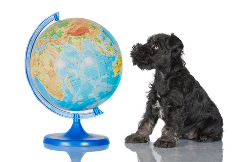 Small black dog sitting and looking at a globe of planet earth