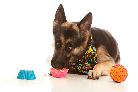 German Shepherd eating cupcakes