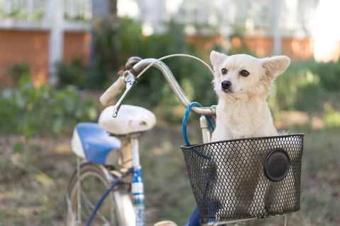 dog on bicycle