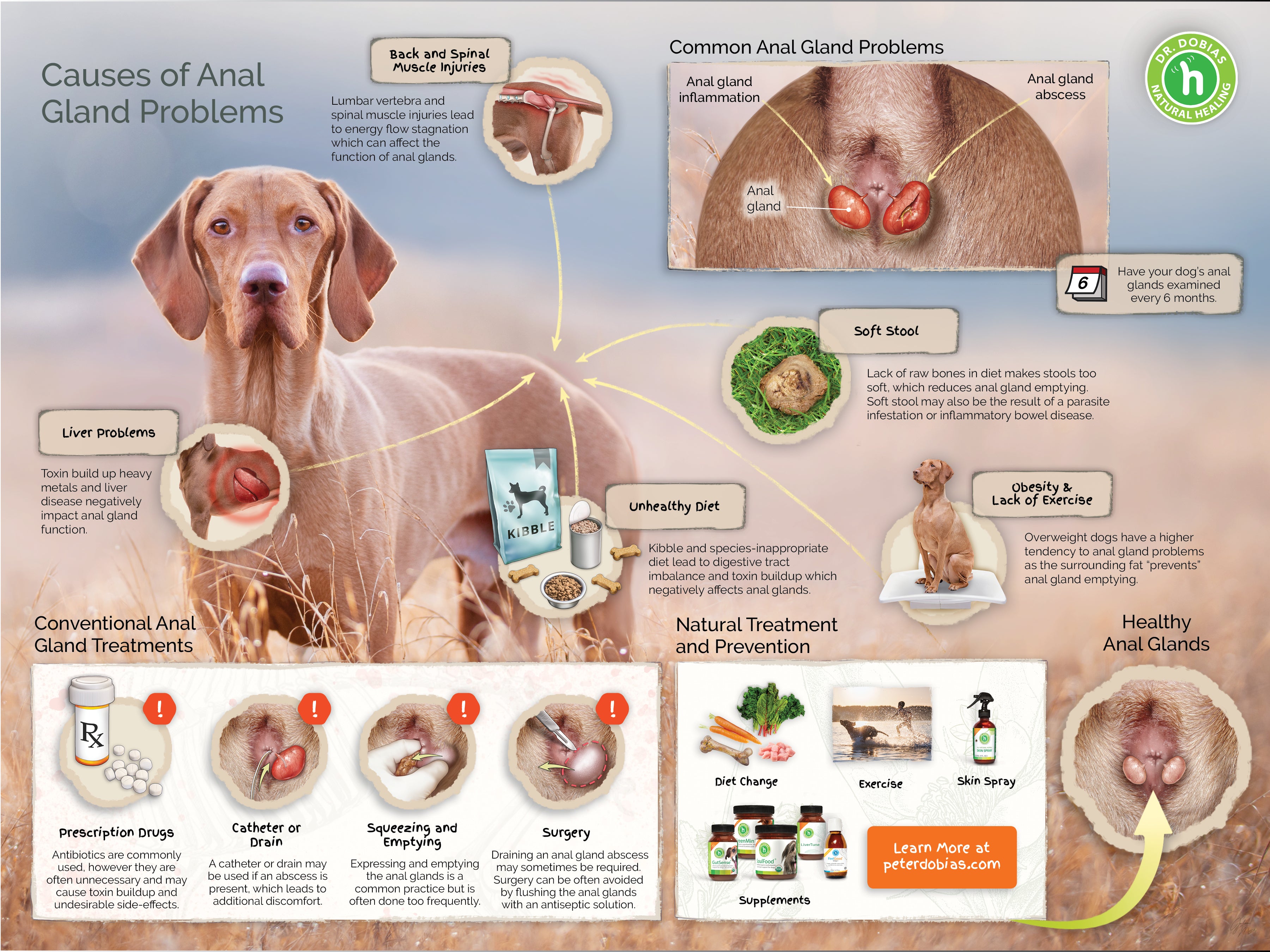 Where Can I Get My Dogs Anal Glands Expressed? Find Out Here!