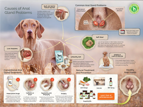 Anatomy of a dog's anal glands