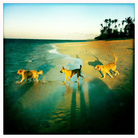 Three dogs running in the ocean on the beach