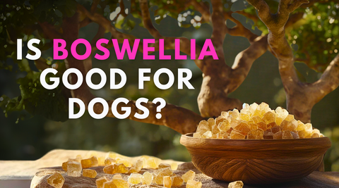 Is Boswella good for dogs, benefits of Boswella for joint health and pain relief