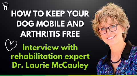 How to keep your dog mobile and arthritis and injury free, Interview with Laurie McCauley rehabilitation expert