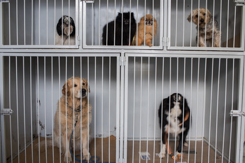 Various breeds of dogs each inside of a metal kennel with bars at a boarding facility