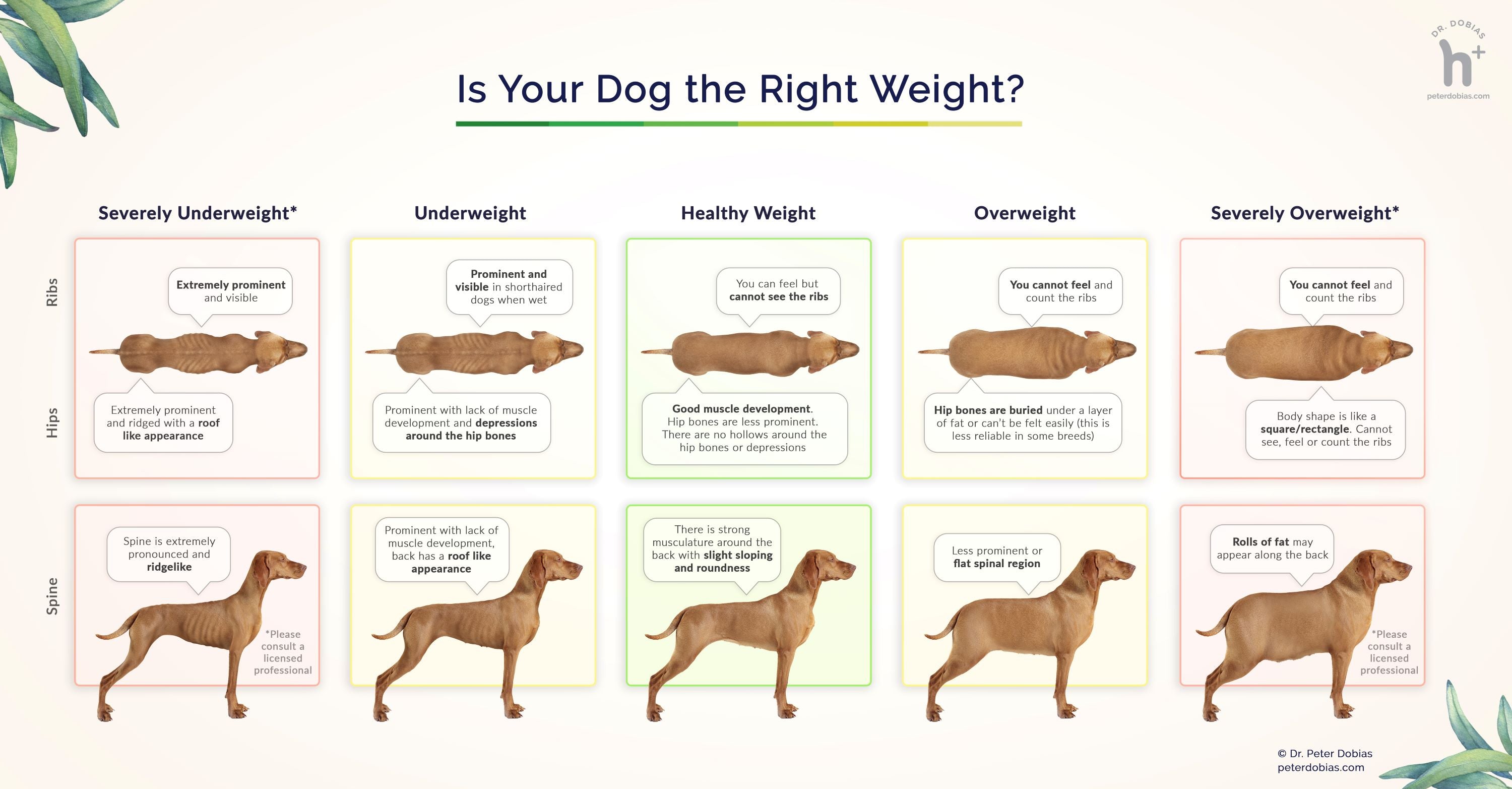 tabla de condición corporal del perro