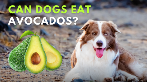 Can dogs eat avocados
