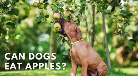 Ridgeback eating an apple