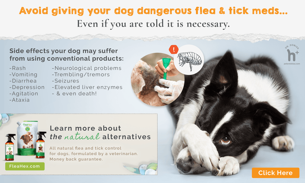 Dangerous fleas and ticks infographic