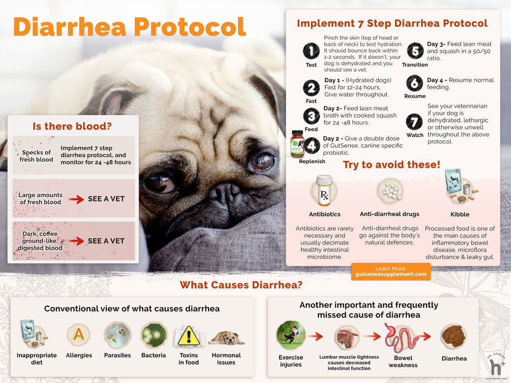 can medication cause diarrhea in dogs