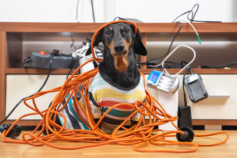 Dachshund tangled up in electrical cable