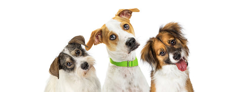 Three dogs with their heads tilted on a white background