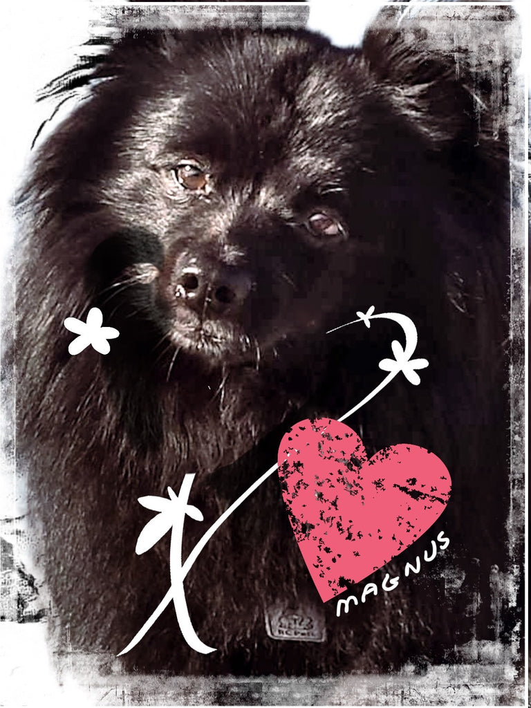 Black kleinspitz dog Magnus