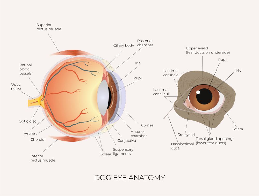 Diagram or dog eye anatomy for green eye discharge