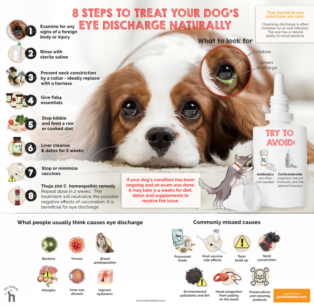 how to treat allergies in dogs eyes